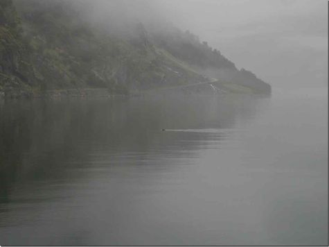 der Naeroyfjord mit Robbe