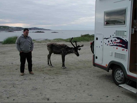 Rentier auf dem letzten Parkplatz - in Grense-Jakobselv