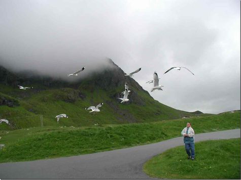 M�wen f�ttern am Strand von Flakstad